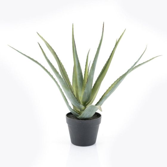 Aloë Vera
