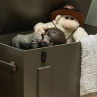 Bobby opbergkist grenen - forest